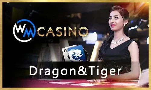 Beginner's Guide to Live Casino